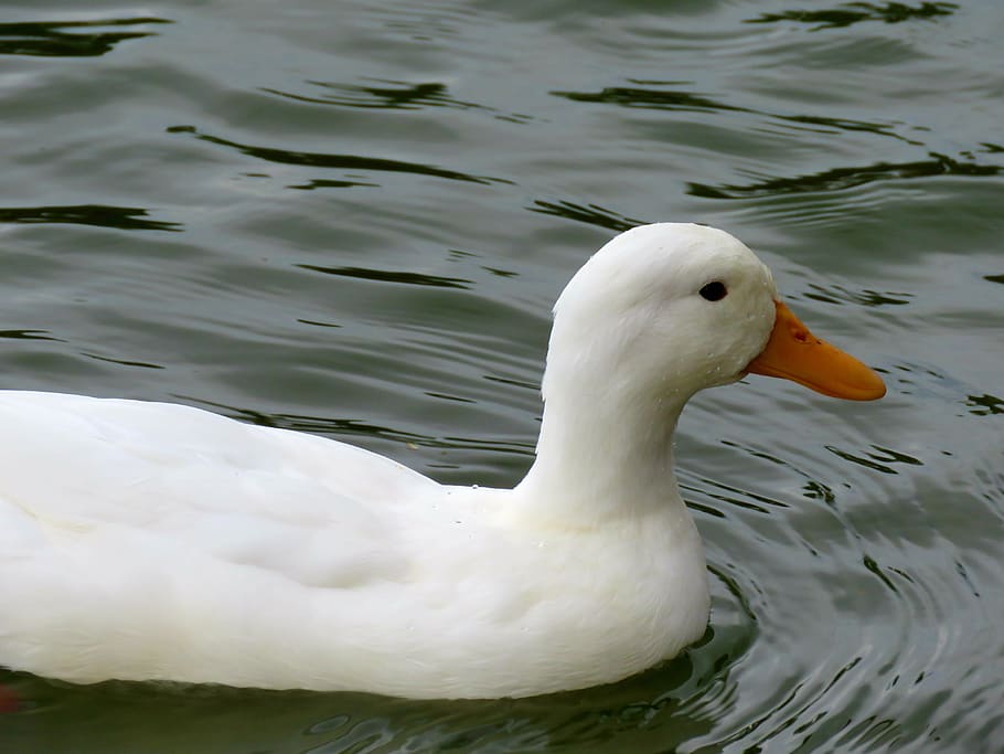 american pekin duck, duck, white, water, bird, swimming, floating, animal themes, animal wildlife, animal