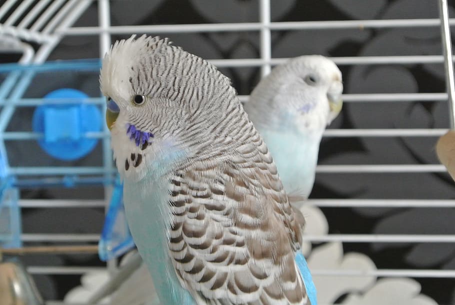 birds, budgerigars, animals, feather, parakeets, pets, together, blue, animal world, plumage