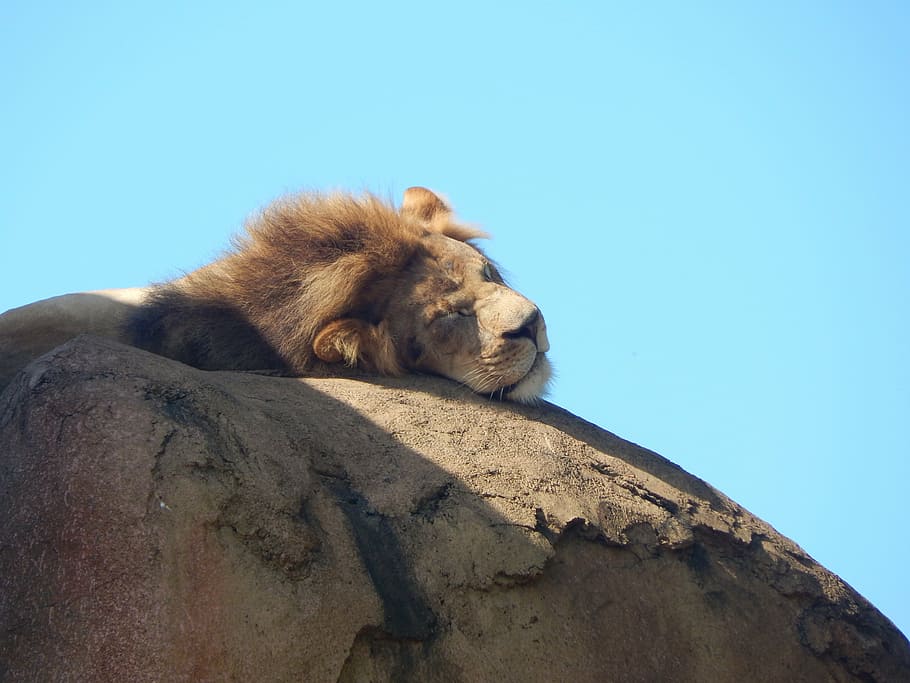 singa, safari, margasatwa, hewan, liar, afrika, alam, kucing, mamalia, predator