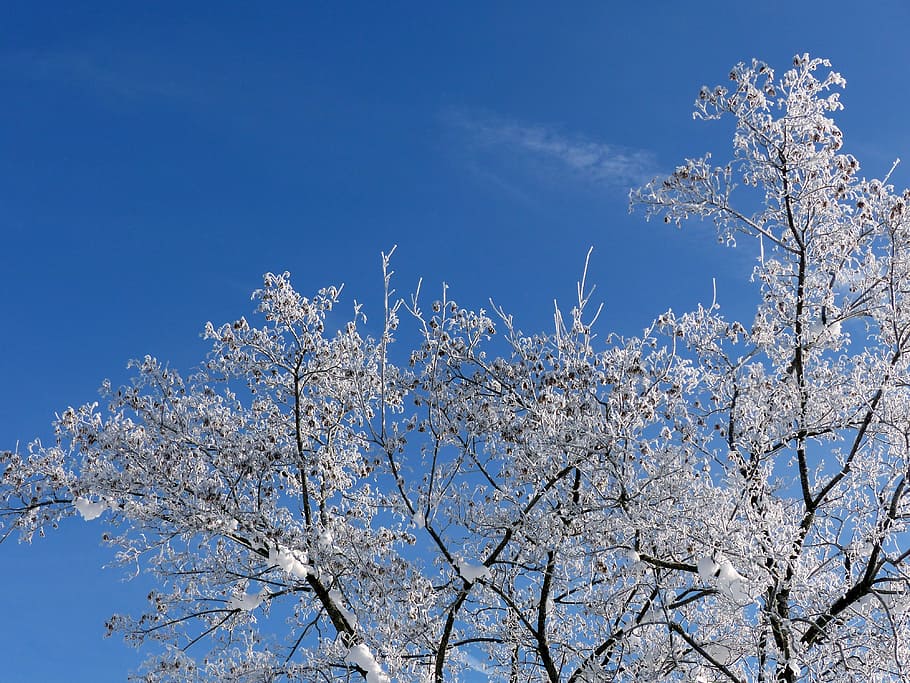 Aesthetic, Ripe, Snow, Sky, Blue, White, sky, blue, hoarfrost, nature, cold