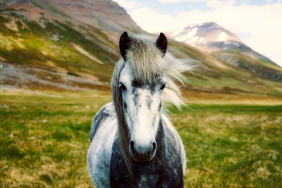 фотография, белый, серый, лошадь, дневное время, серая лошадь, Исландия, пони, дикий, крупным планом
