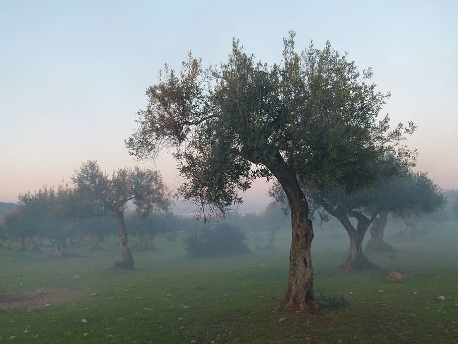 Olive Tree, Fog, Mood, tree, nature, landscape, tranquility, grass, plant, land