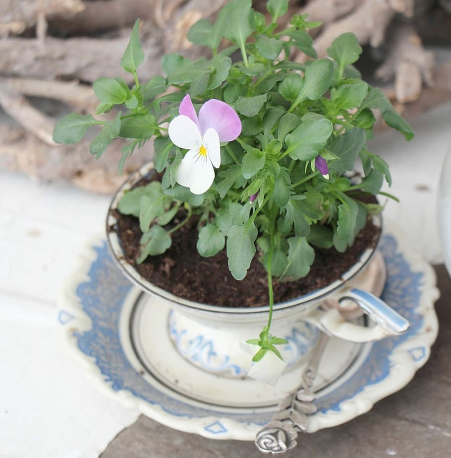 Garden, Coffee Cup, 400–500, flower, high angle view, plant, day, close-up, plant part, leaf