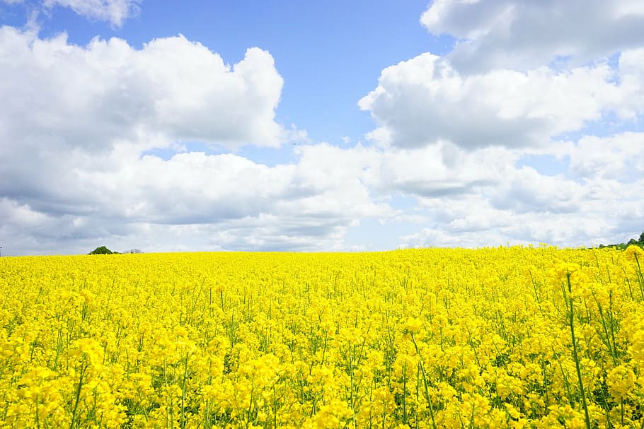 yellow, rapeseed flower field, daytime, field of rapeseeds, sky, clouds, blütenmeer, flowers, plant, nature