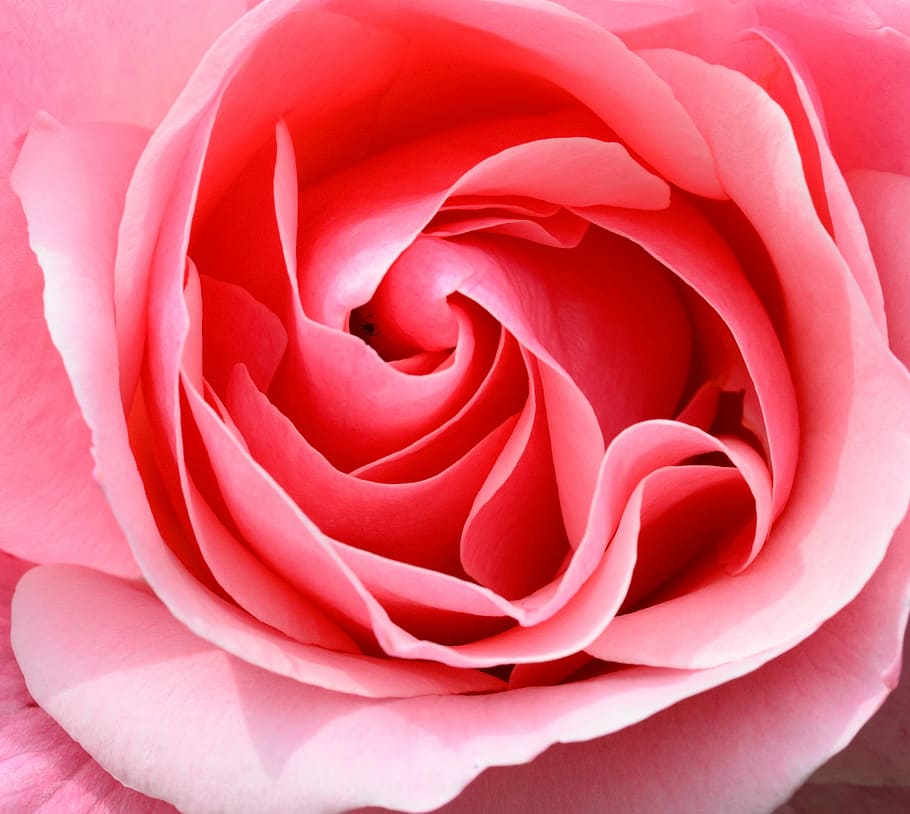 macro photography, pink, flower, rose, petals, rose bloom, close up, macro, petal, rose - Flower