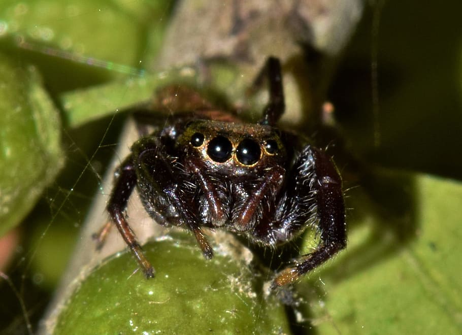spider, jumping spider, arachnid, predator, eyes, web, spider web, macro, close up, arachnophobia