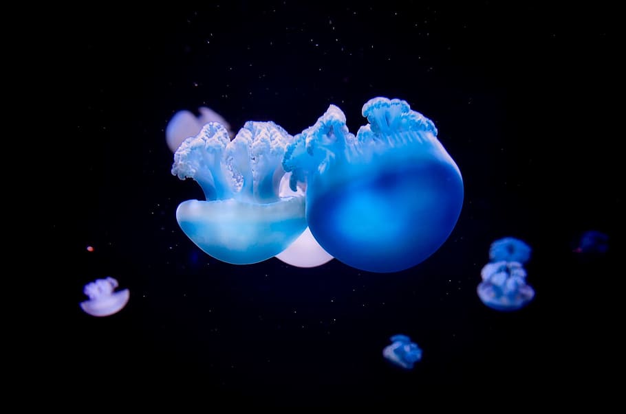 blue jellies, blue, jellies, jellyfish, sea, ocean, macro, closeup, hdr, beautiful