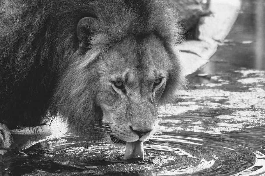 leão água potável, chão, leão, bebida, jardim zoológico, gato, um animal, animais selvagens, temas de animais, vida selvagem animal