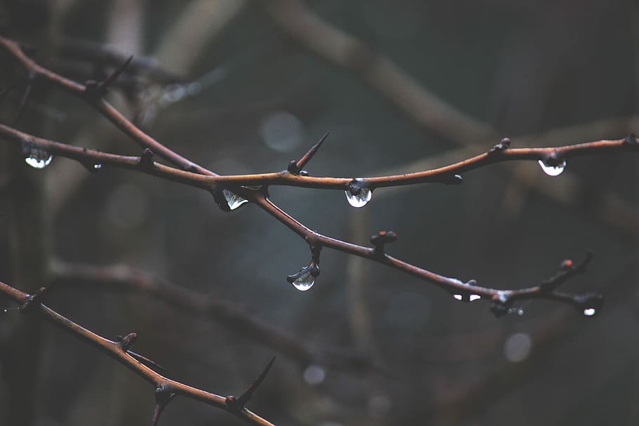 brown, thorny, plant, stems, water droplets, plant stems, branches, gray, thorns, nature