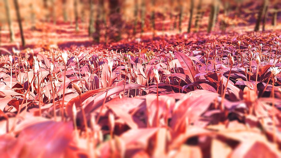 wild, garlic, bearsgarlic, ramson, infrared, fall, forest, plant, health, red