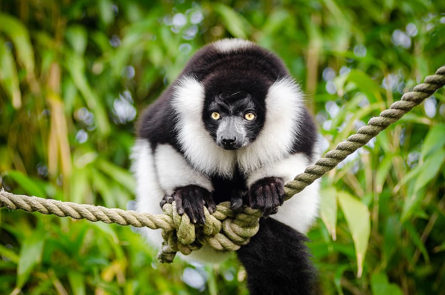 Black, white, Ruffed Lemur, animal, rope, animal themes, animal wildlife, one animal, animals in the wild, primate