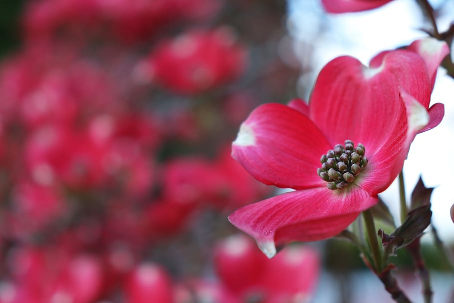 nature, flower, garden, flora, outdoors, blooming, growth, floral, tree, dogwood