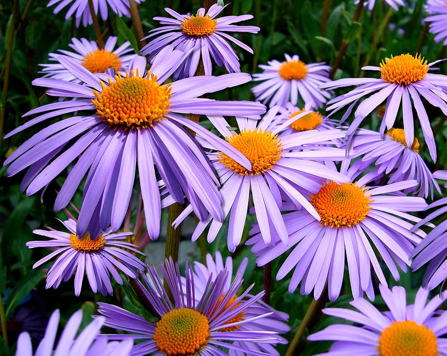 purple daisy flower, aster tongolensis, michelmas daisy, mauve, flower, autumn, bloom, flowers, blossom, flowering plant