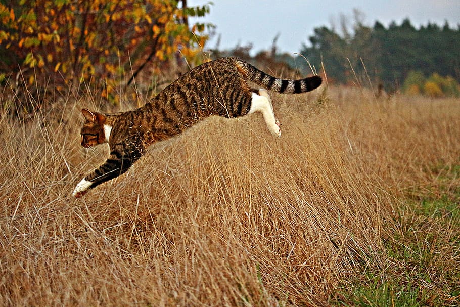 cat, jumping, grass, tiger cat, domestic cat, jump, mackerel, autumn, hunting, mieze