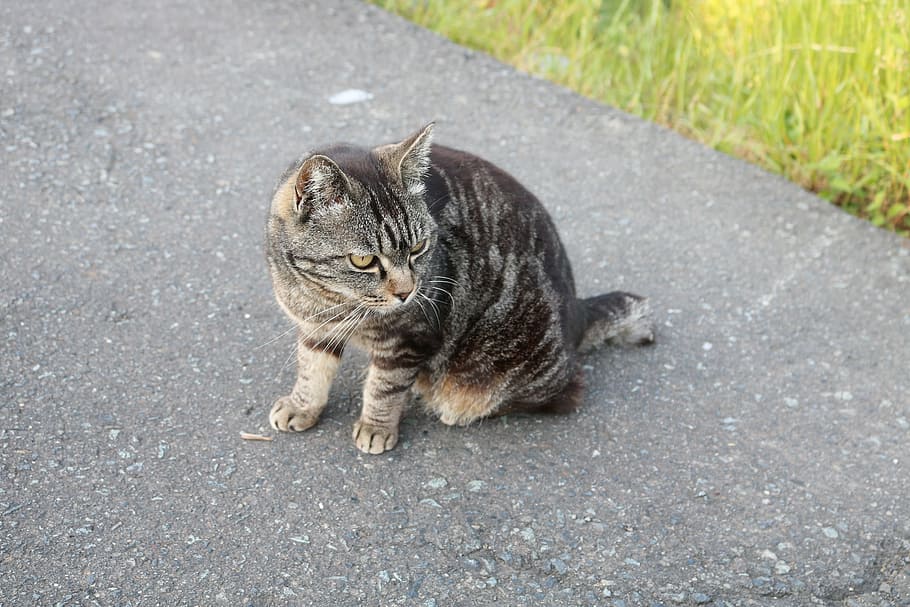 gato callejero, asfalto, dar la vuelta, apuntar, encontrar, salvaje, instinto, lindo, comodidad, huai lot