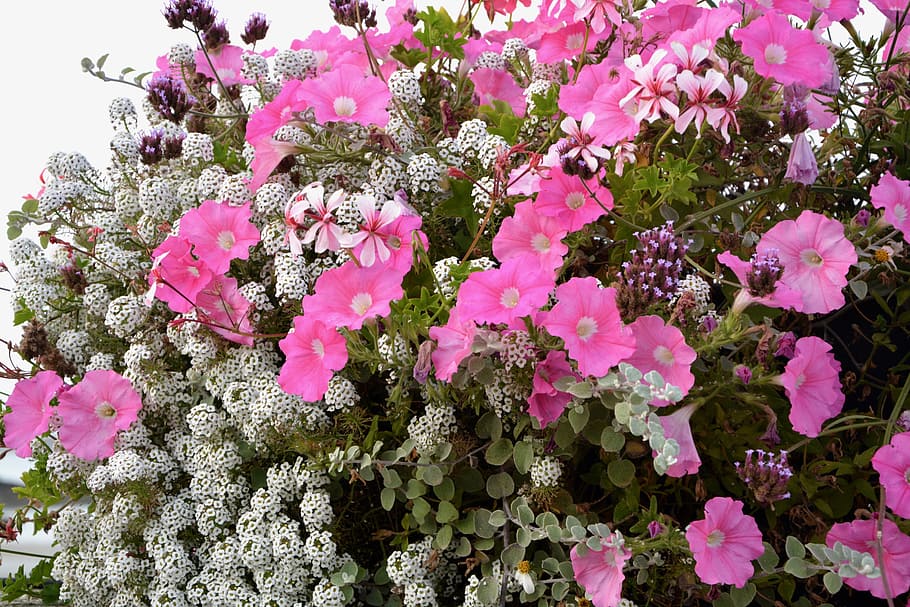 flores, maceta, jardinera, rosa, blanco, decoración, naturaleza, oferta, composición floral, color rosado