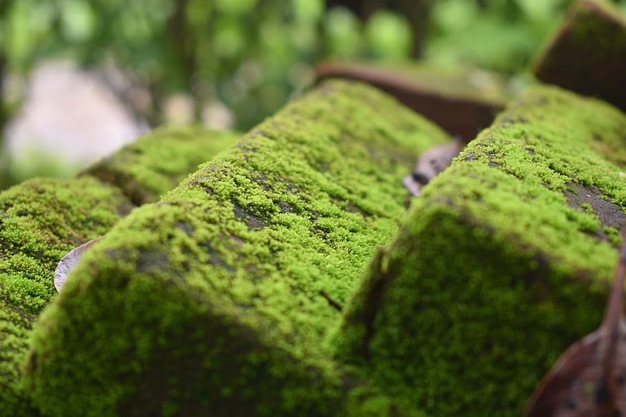 moss, mildew, moist, texture, moldy, pattern, nature, green, weathered, brick