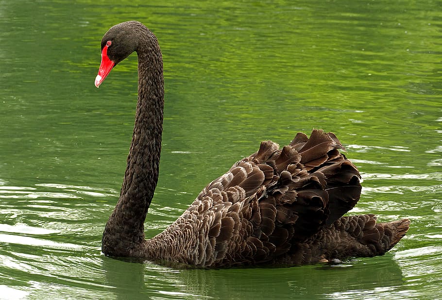 O cisne negro, Cygnus atratus, cisne, flutuante, água, animais em estado selvagem, animais selvagens, temas animais, lago, agua