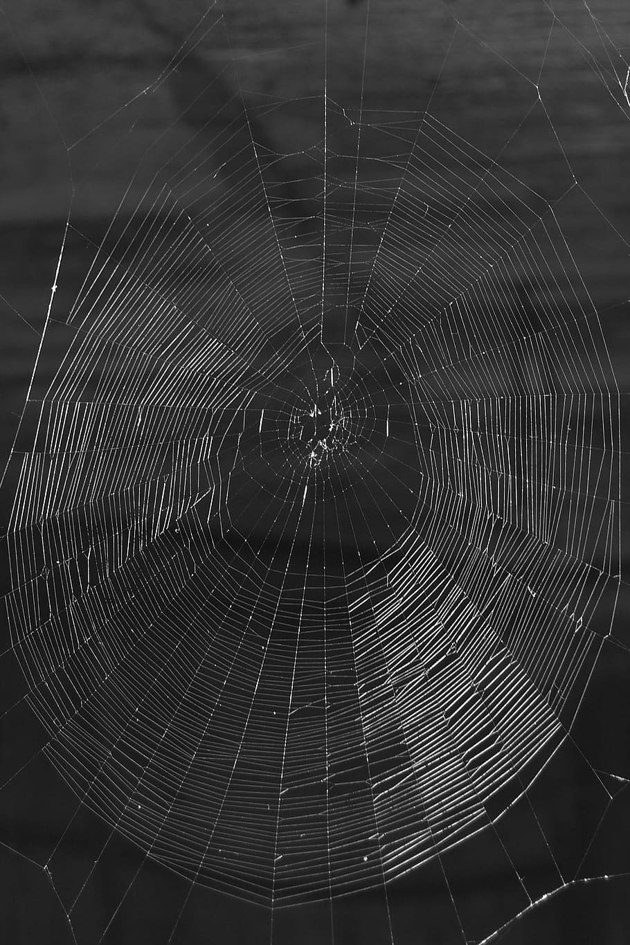 Network, Cobweb, Threads, Nature, black, white, background, spider Web, spider, drop