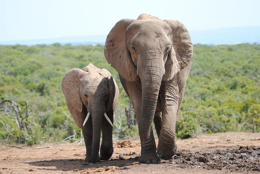 elephant, family, wild, africa, nature, safari, elephants, wildlife, addo, addo elephant park