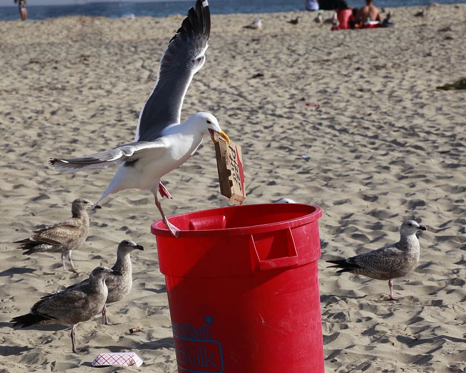 Ladrão, gaivota, lata de lixo, roubar, pássaro, comida, praia, oceano, faminto, areia