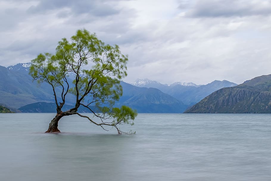 árbol, wanaka, lago, agua, naturaleza, paisaje, Nueva Zelanda, montañas, al aire libre, cielo