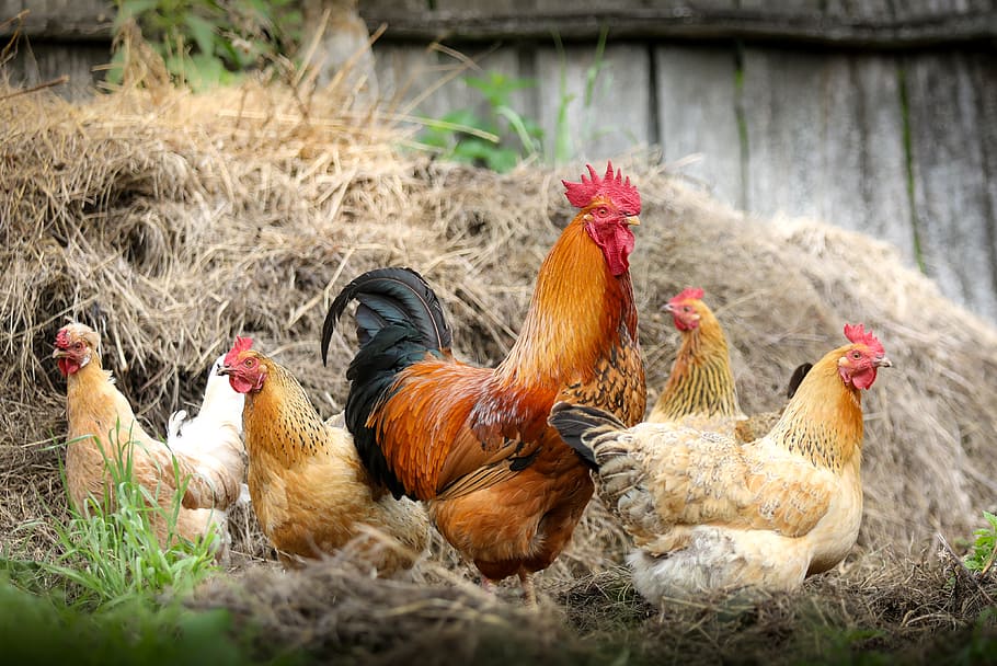 Familia feliz, cinco, pollos, heno, pollo - pájaro, ganado, pollo, pájaro, animales domésticos, doméstico
