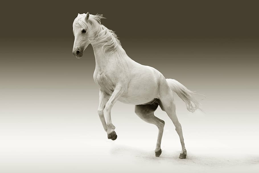 статуя белой лошади, Кобыла, животное, природа, поездка, соединение, Пастбище, Плесень, Млекопитающее, Пфердепортрет