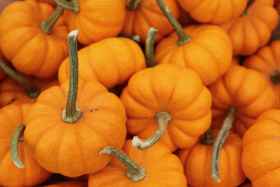squash lot, Pumpkin, Vegetables, Food, Stuff, Orange, harvest, autumn, halloween, orange color