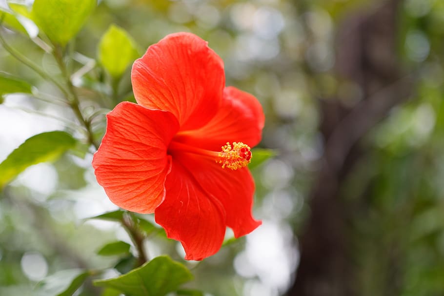 Red blossom. Лепесток гибискуса. Гибискус соцветие. Расцветай на Красном. Мой Аларм красными цветами расцветает.