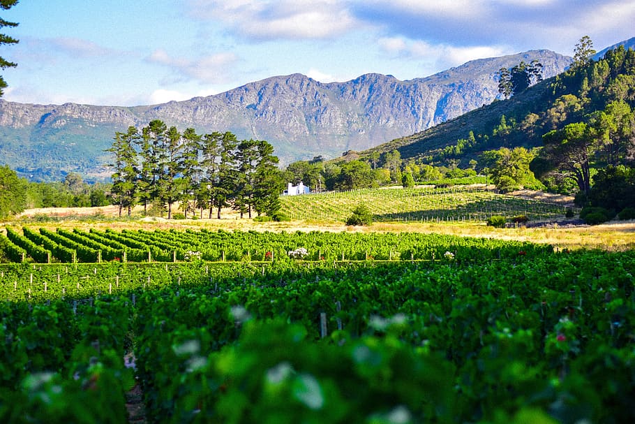 Sudáfrica, bodega, tierras vinícolas, bodega de montaña, viñedos, montaña, paisaje, natural, pintorescos - naturaleza, belleza en la naturaleza