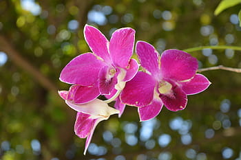 orquídea, orquídea tailandesa, flor, flores, flores de orquídea tailandesas,  profusión rosa, naturaleza, pétalo, color rosa, cabeza de flor | Pxfuel