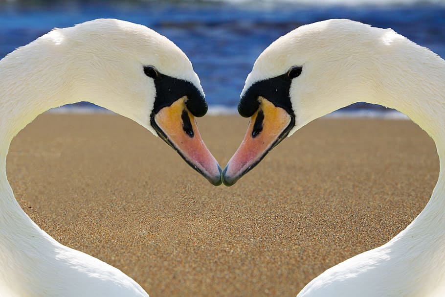 two, white, swan, forming, heart, body, water, white swan, body of water, love