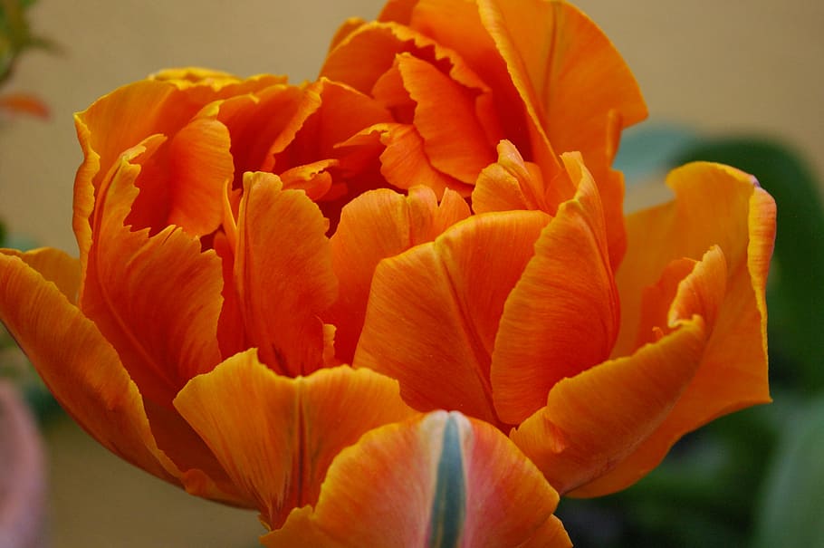 Tulip, Petals, Spring, Blossom, Bloom, nature, garden, flowers, calyx, orange