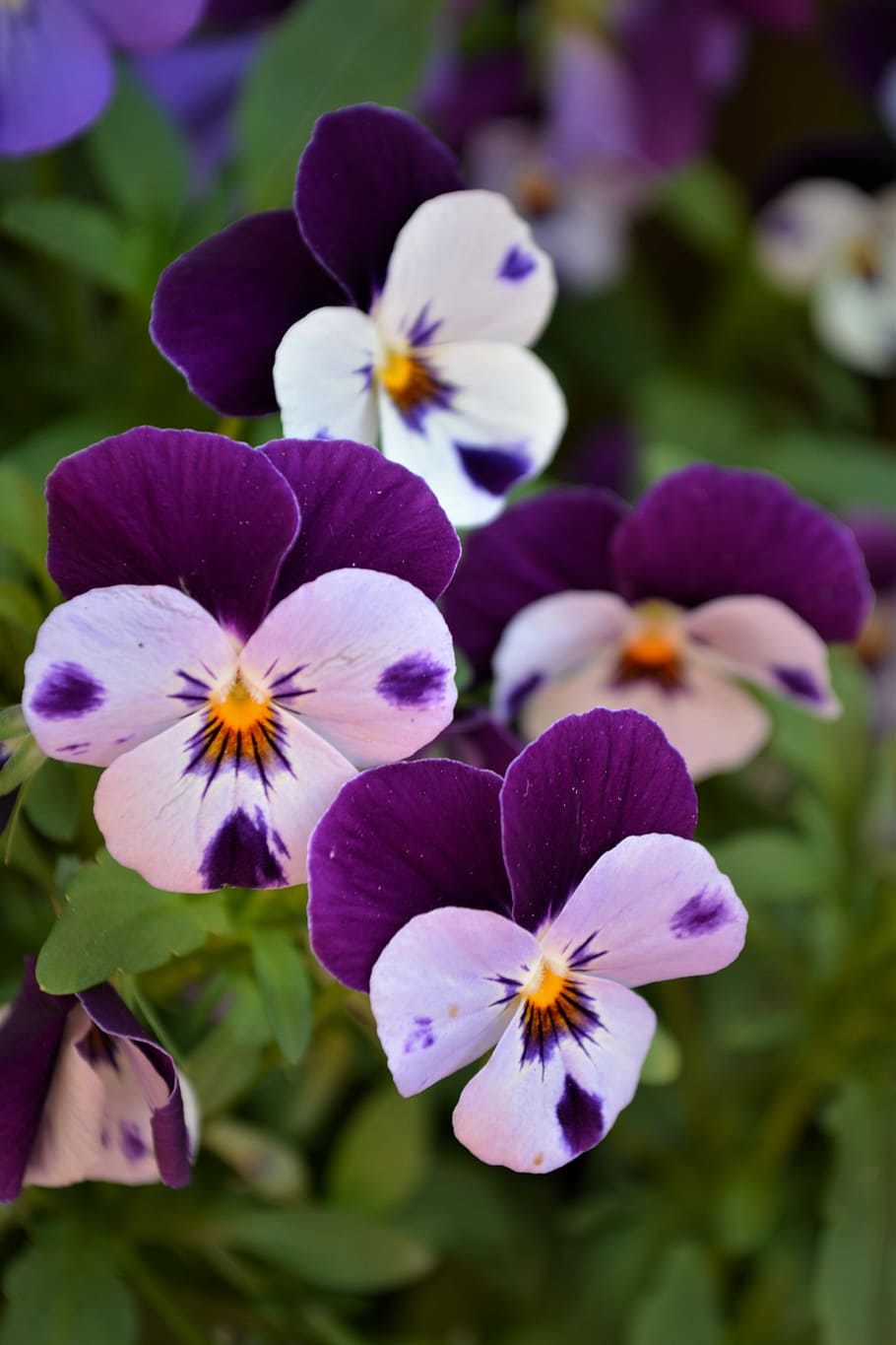 white, purple, pansies, pansy, flowers, spring, close, violet, blossom, bloom