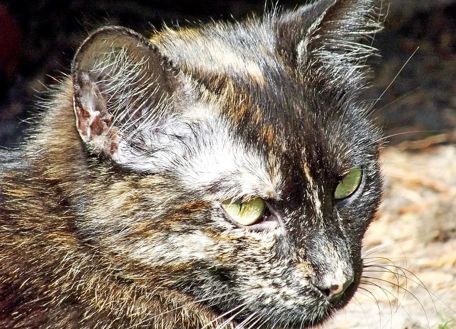 cat, domestic cat, outdoor, skeptical, one animal, animal, animal themes, mammal, domestic, domestic animals