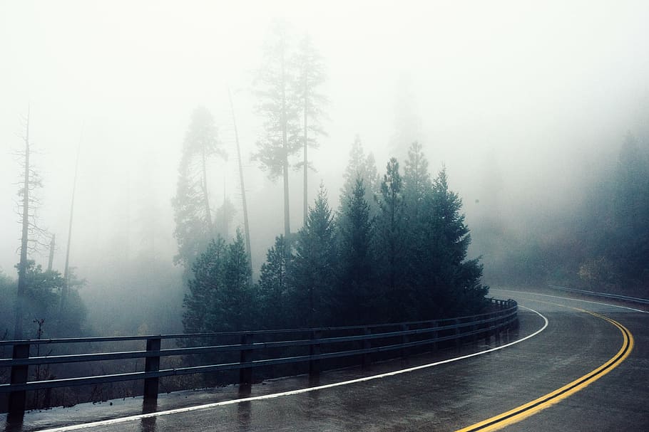 wide, road, trees, foggy, weather, near, black, asphalt, misty, winding