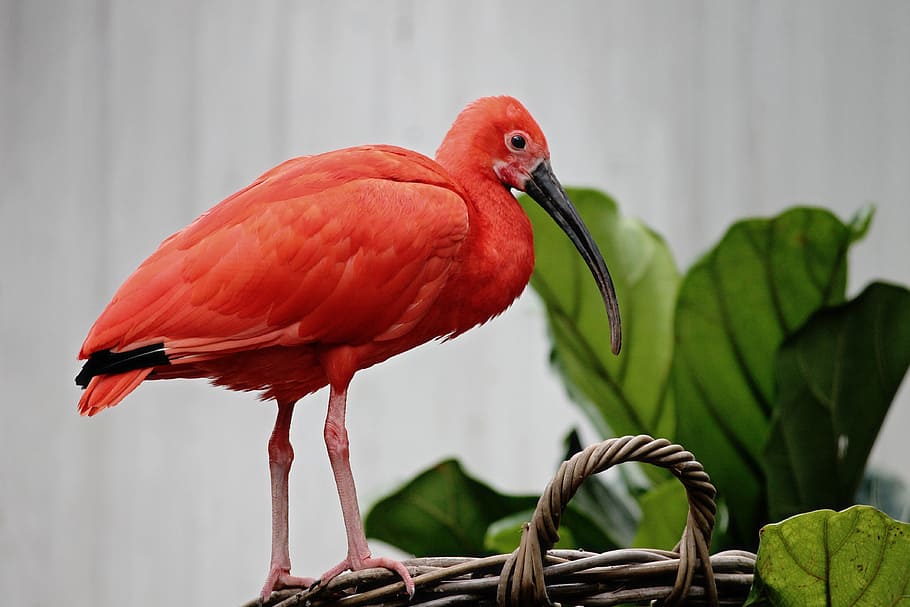 red, ibis bird, basket, ibis, red ibis, scarlet ibis, bird, orange, curved beak, bill