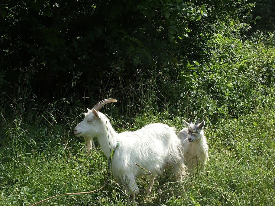 goat, summer, meadow, nature, animal, mammal, rural, green, outdoor, grass