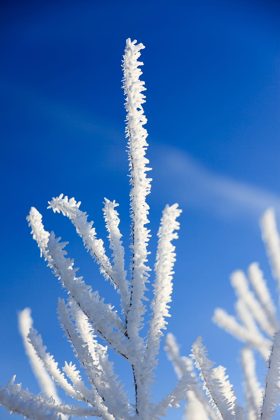 blue, cold, ze, frost, frosty, hoar, hoarfrost, ice, icy, morning