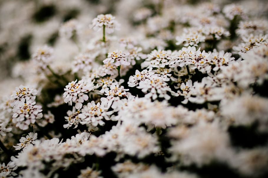 close-up photography, white, petaled flowers, flower, bloom, blossoms, nature, plant, garden, blur