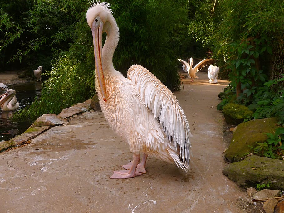 pelikan, white pelican, water bird, bird, pink, large beak, spring dress, animal, feather, plumage
