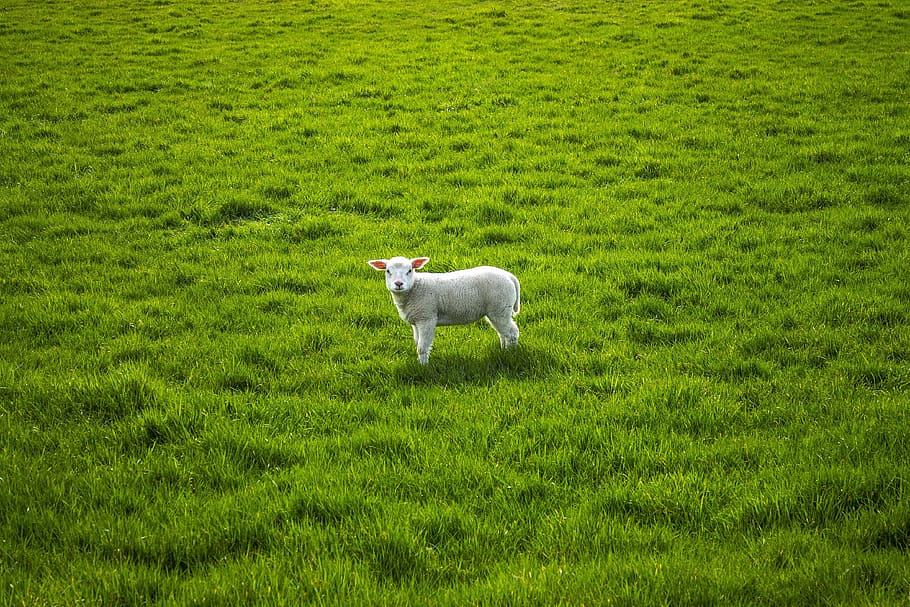 白, 羊, 緑, 草原, 子羊, レンチエ, 牧草地, 1匹の動物, 緑の色, 草