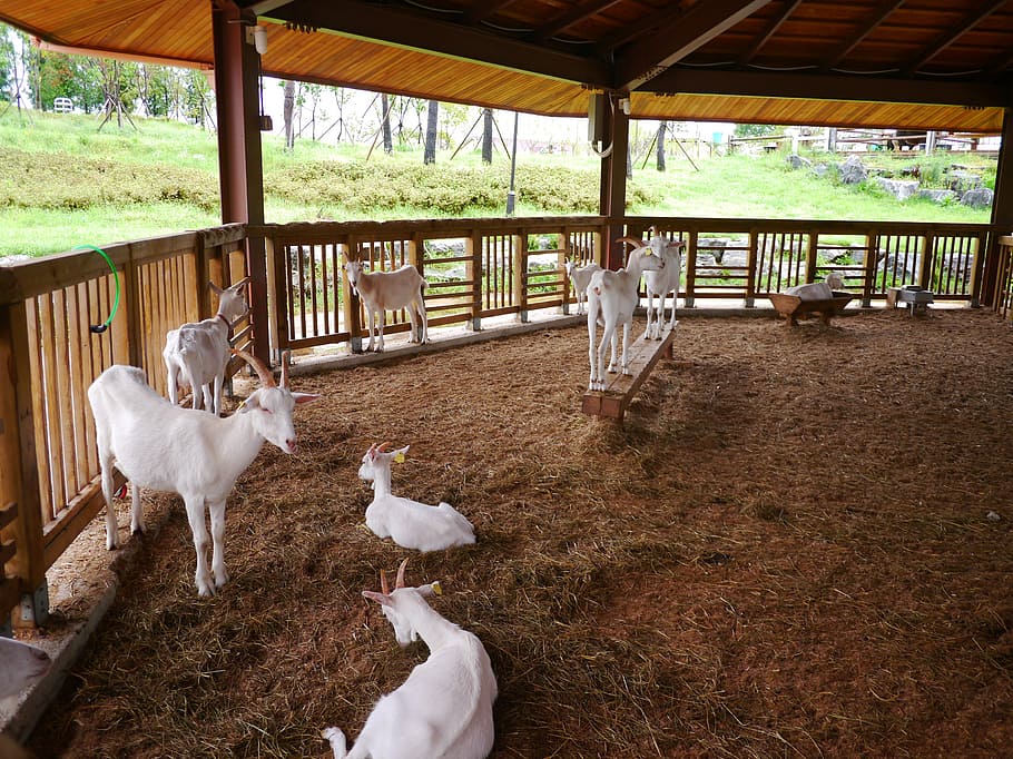 goat, animal, baby goats, white goat, anseong palm plantation, republic of korea, gyeonggi do, healing, animal themes, group of animals