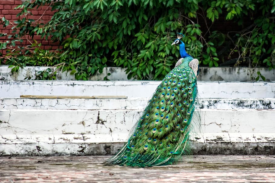green, white, concrete, bar, Peacock, Bird, Plumage, Feather, peacock feather, exotic