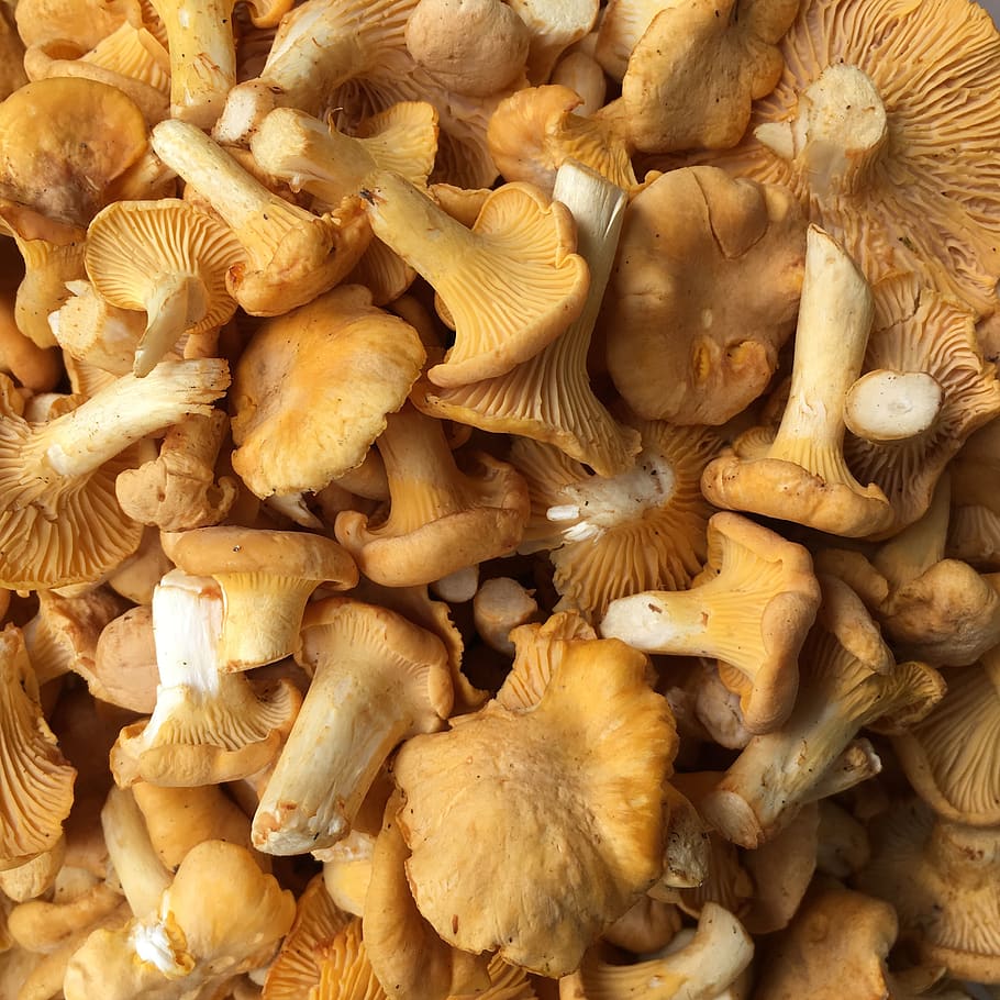 mushroom, rac, chanterelle, edible, delicacy, food, eat, healthy, forest mushrooms, forest
