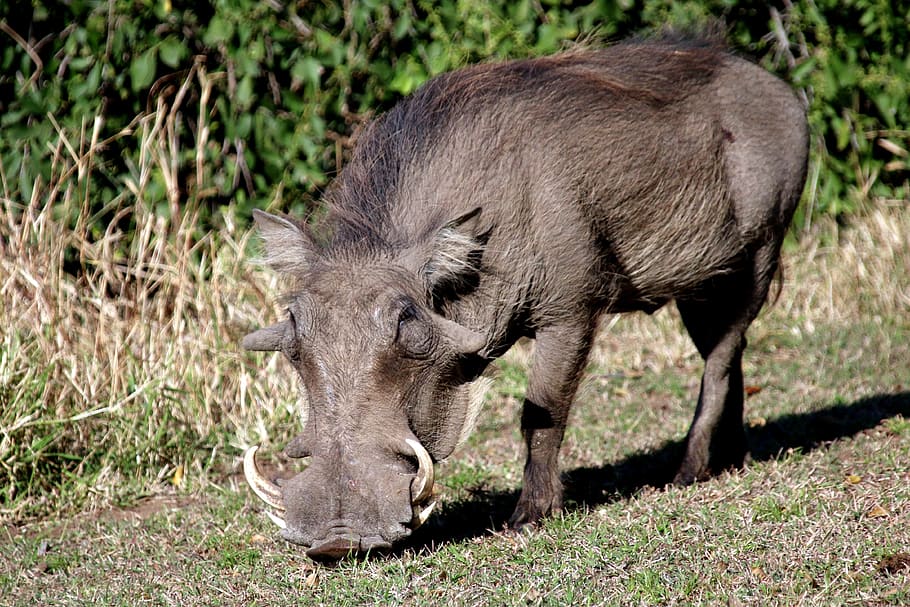 babi hutan abu-abu, babi hutan, babi, kucing liar, afrika, liar, margasatwa, hewan, mamalia, safari