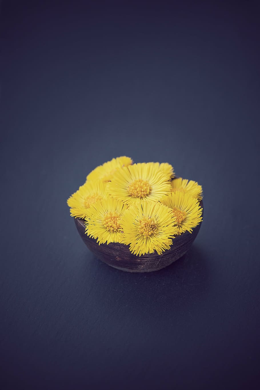 Tussilago Farfara, flor, flores, flores amarelas, amarelo, tigelas, início da flor, fechar, texto dom, espaço negativo