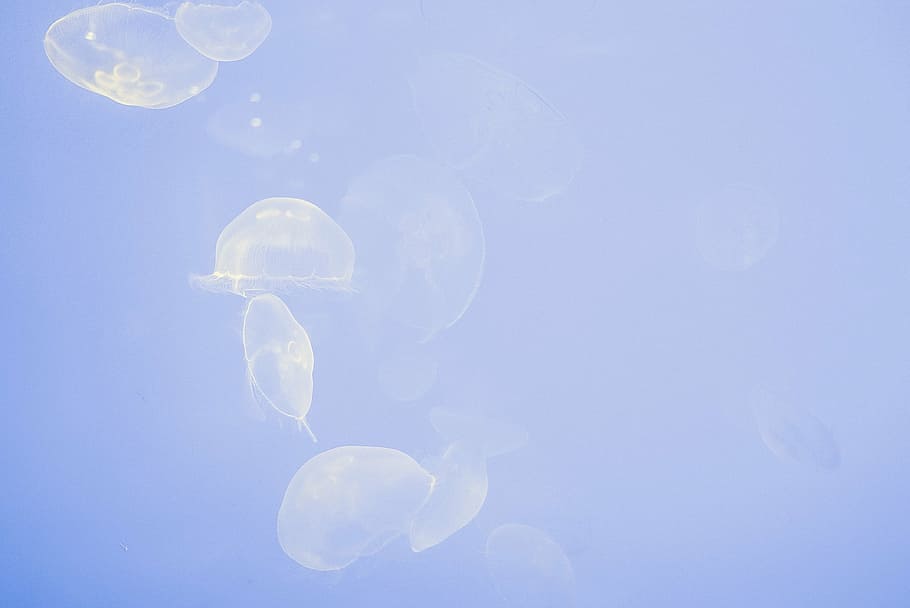 bawah air, fotografi, ubur-ubur, tembus cahaya, formasi, biru, air, hewan, ikan, alam