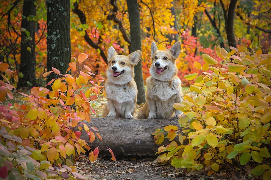 corgi, anjing, mencatat, persahabatan, dedaunan musim gugur, hewan peliharaan, hewan, imut, doggy, menarik